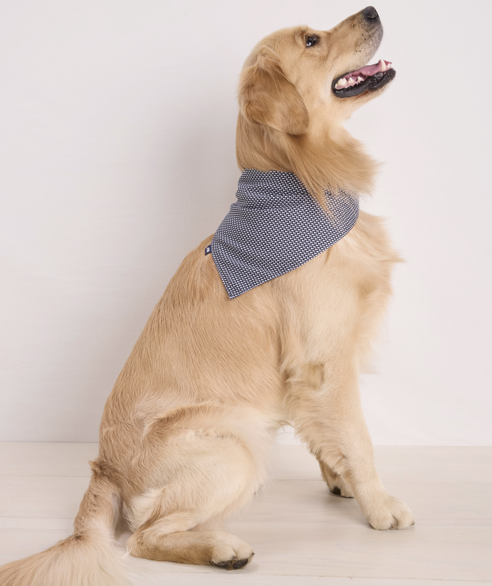 45509-micro-whale-pet-bandana-1.jpg