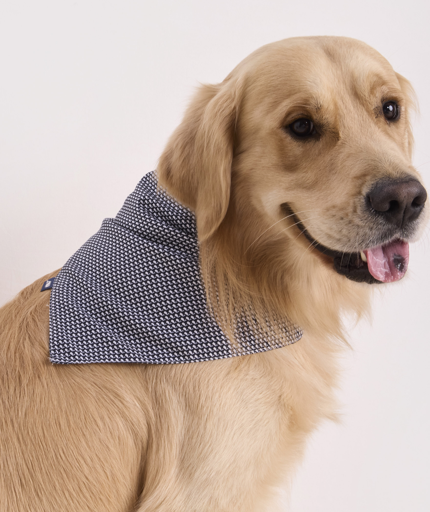 45509-micro-whale-pet-bandana-1.jpg