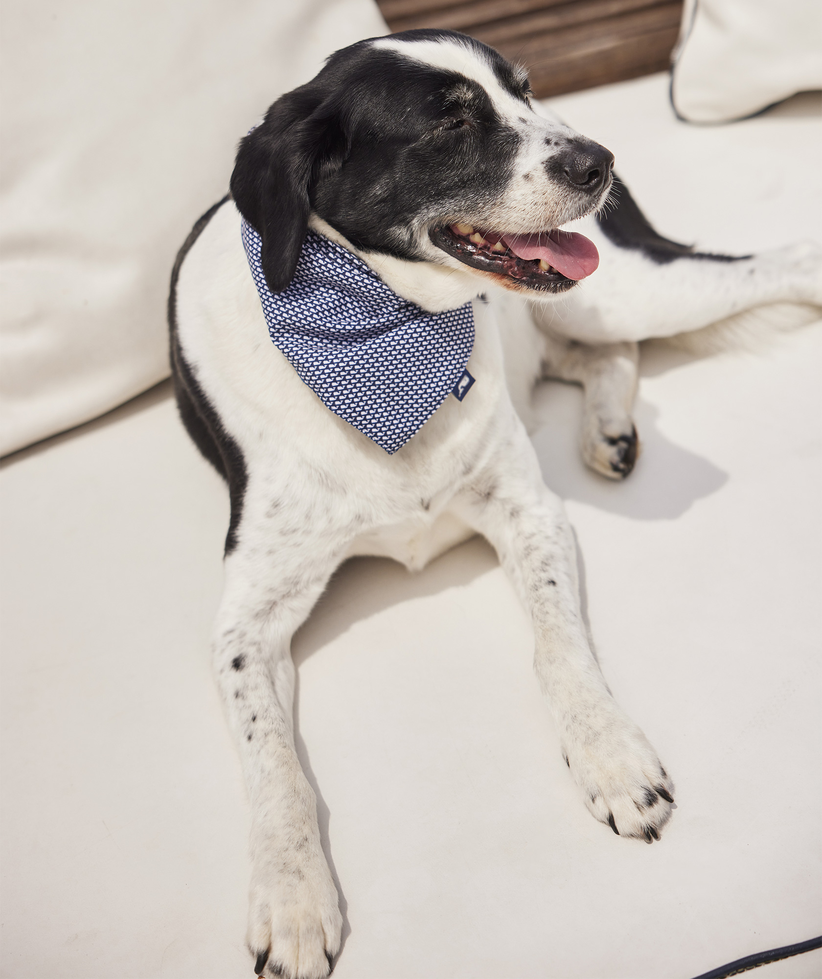 45509-micro-whale-pet-bandana-1.jpg