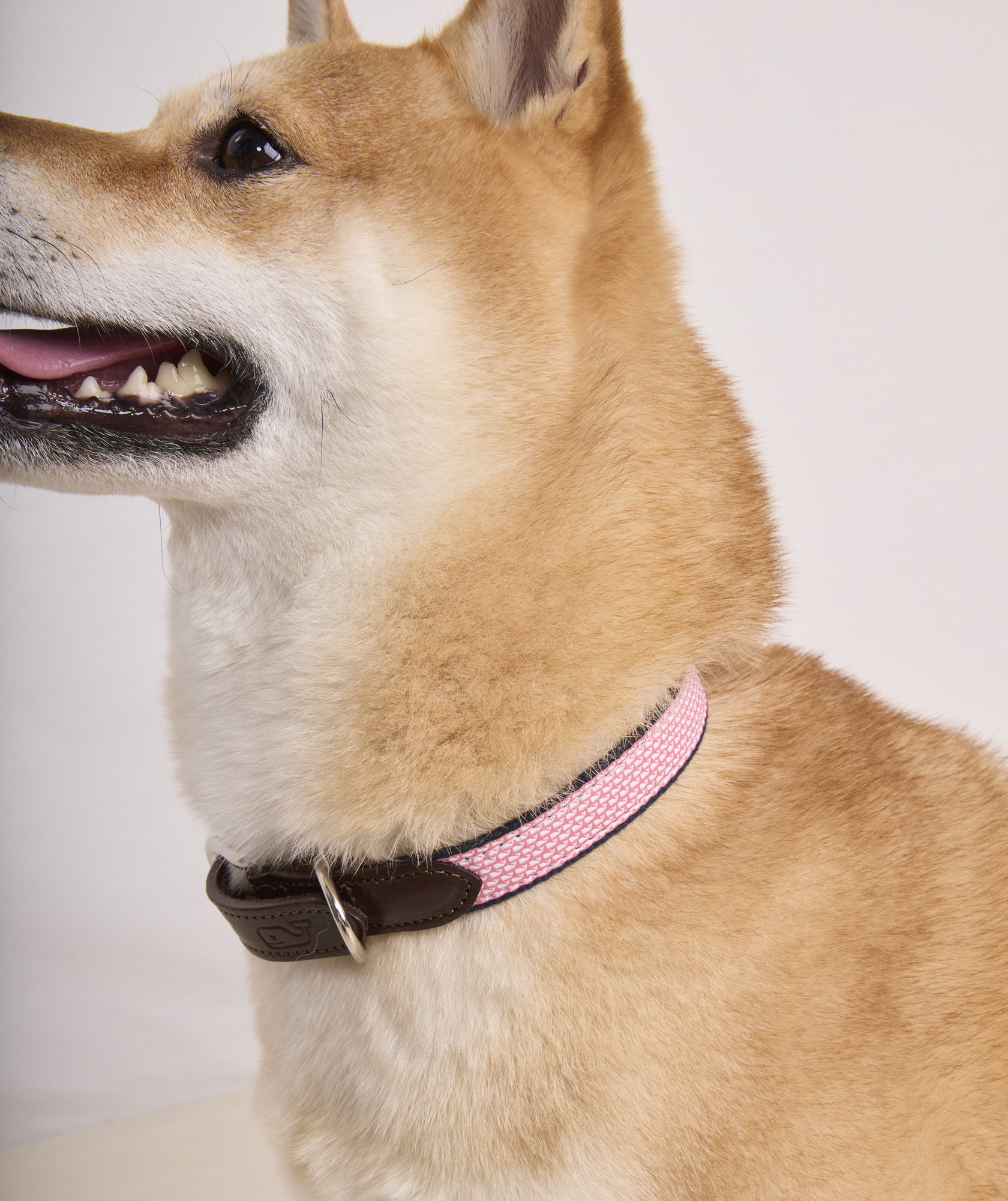 Micro Whale Leather Canvas Club Dog Collar 1 45532-micro-whale-leather-canvas-club-dog-collar-1.jpg